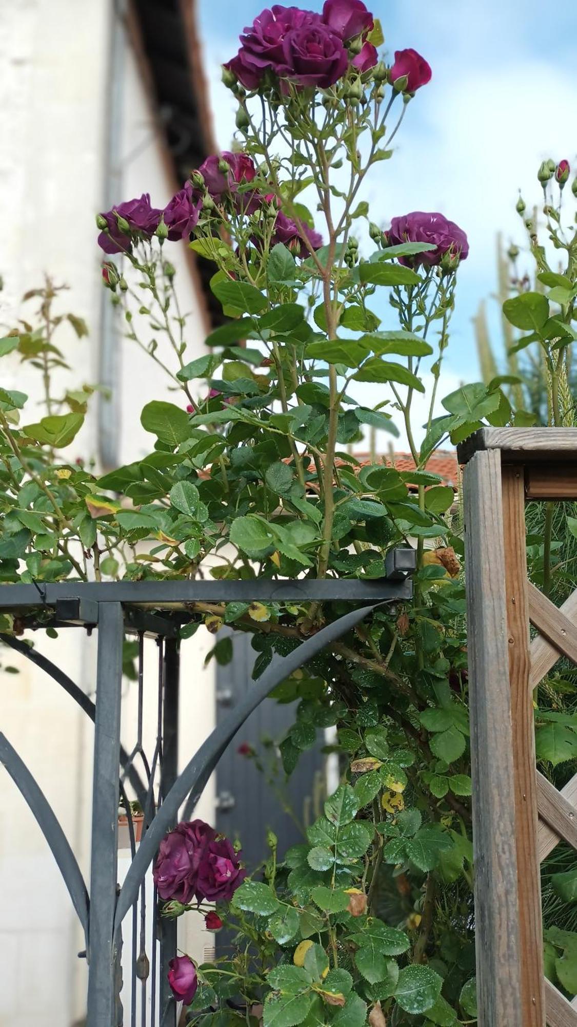 Le Clos Des Passiflores ポン エクステリア 写真